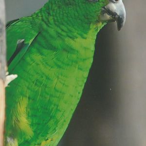 Black billed Amazon  Amazona agilis