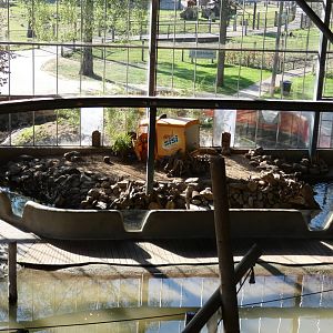 Asian short-clawed otter enclosure