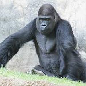 Elmo the Western Lowland Gorilla
