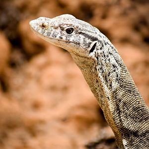 Spencer's Monitor (Varanus spenceri)