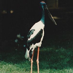 Asian Black necked Stork