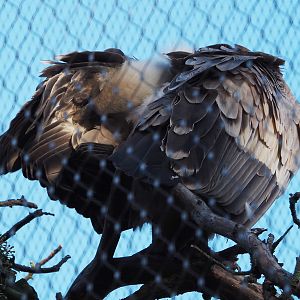 Preening Western eurasian griffon vulture (Gyps fulvus fulvus), 2020-10-10