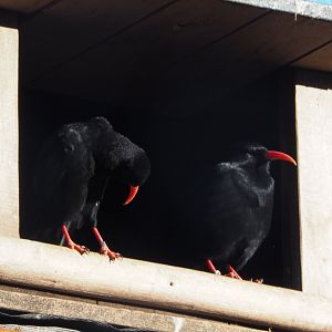Red-billed choughs in nesting box (Pyrrhocorax pyrrhocorax), 2020-10-10