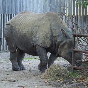 Feeding Indian rhinoceros bull Gujarat (Rhinoceros unicornis), 2020-10-10