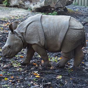 Indian rhinoceros calf Vaiana (Rhinoceros unicornis), 2020-10-10