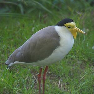 Masked lapwing (Vanellus miles miles), 2020-10-10
