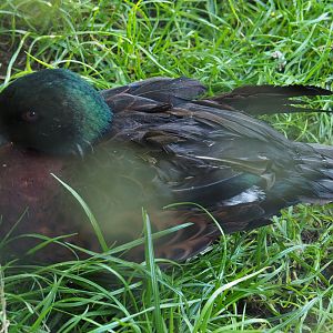 Chestnut teal drake (Anas castanea), 2020-10-10