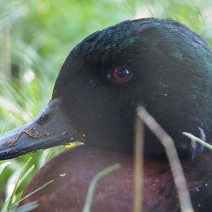 Chestnut teal drake (Anas castanea), 2020-10-10