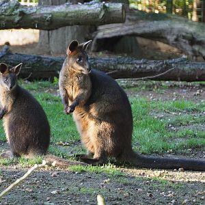 Swamp wallabies (Wallabia bicolor), 2020-10-10