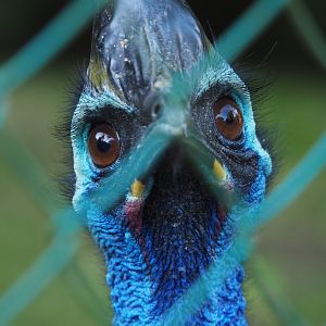 Double-wattled cassowary (Casuarius casuarius), 2020-10-10