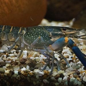 Australian red-clawed yabby (Cherax quadricarinatus), 2020-10-10