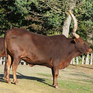 Ankole-Watusi cattle (Bos taurus indicus), 2020-10-10
