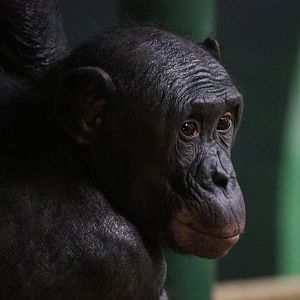Bonobo (Pan paniscus), 2020-10-10