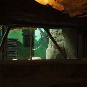 Viewing window into bonobo indoor housing in the cave under the African village, 2020-10-10