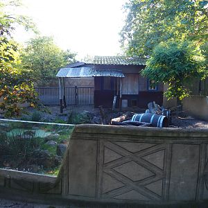Cape porcupine exhibit, 2020-10-10