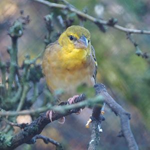 Female Village weaver (Ploceus cucullatus), 2020-10-10