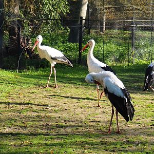 European white storks (Ciconia ciconia), 2020-10-10