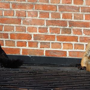 Black lemur pair (Eulemur macaco), 2020-10-10