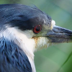 Black-crowned night heron (Nycticorax nycticorax nycticorax), 2020-10-10