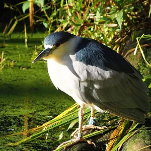 Black-crowned night heron (Nycticorax nycticorax nycticorax), 2020-10-10