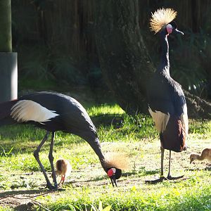 Western black crowned cranes with chicks (Balearica pavonina pavonina), 2020-10-10