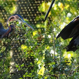 Purple heron (Ardea purpurea), 2020-10-10
