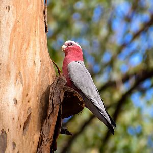 Galah (Eolophus roseicapilla)