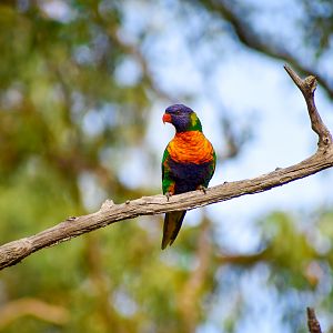 Rainbow Lorikeet (Trichoglossus moluccanus)