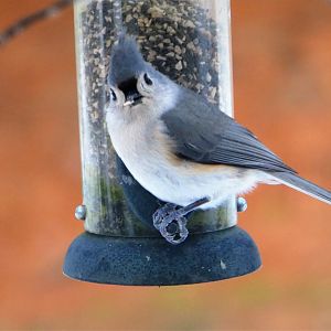 Tufted Titmouse