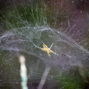 Dome Web Spider (Cyrtophora moluccensis)