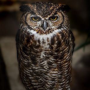 Great Horned Owl (Bubo virginianus)