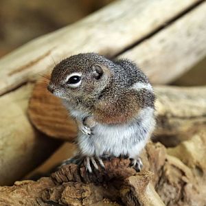Harris's Antelope Squirrel (Ammospermophilus harrisii), December 2015