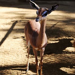 Gerenuk Fawn, December 2015