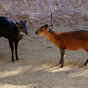 The Red and The Black