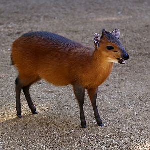 Red-flanked Duiker (Cephalophus rufilatus), December 2015
