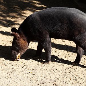 Mountain Tapir (Tapirus pinchaque)