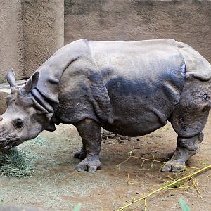 Randa the Indian rhinoceros, December 2015