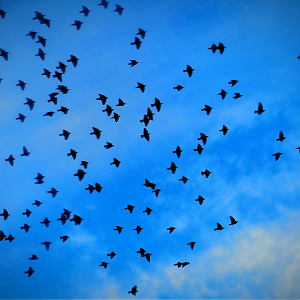 European starling flock.