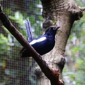 Lory Loft - Seychelles Magpie-robin (Copsychus sechellarum)