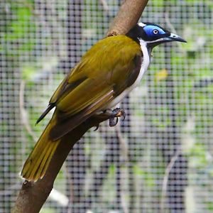 Lory Loft - Blue-faced Honeyeater