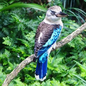 Lory Loft - Blue-winged Kookaburra