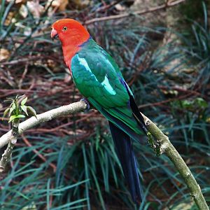 Lory Loft - Australian King Parrot
