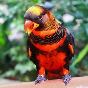 Lory Loft - Dusky Lory