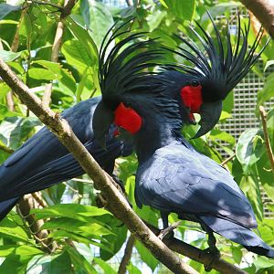 Lory Loft - Palm Cockatoos