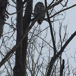 Barred Owl