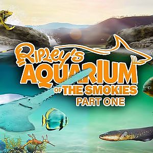 Ripley's Aquarium of the Smokies Part One