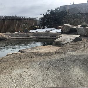 American Black Bear Exhibit 1