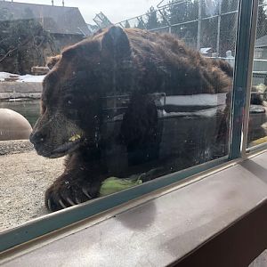 American Black eating corn