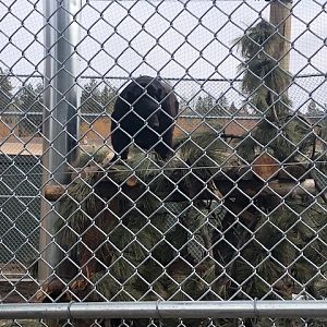 American Black Bear exhibit 2