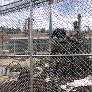 American Black bear climbing